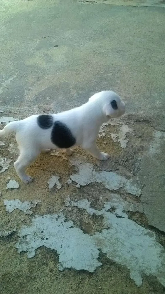 Cachorro ra a indefinida idade Abaixo de 2 meses nome sem nome
