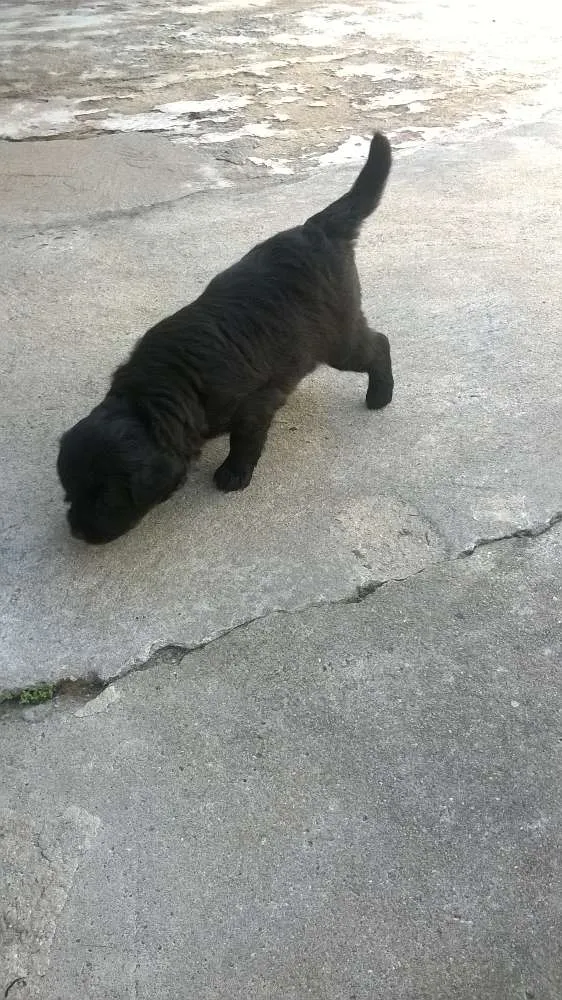 Cachorro ra a indefinida idade Abaixo de 2 meses nome sem nome