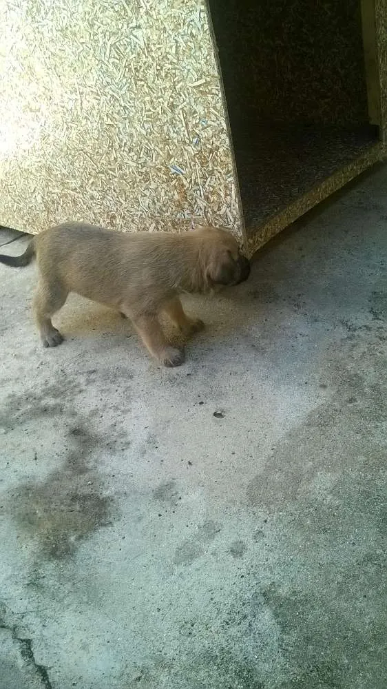 Cachorro ra a indefinida idade Abaixo de 2 meses nome sem nome