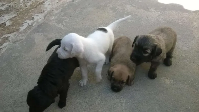 Cachorro ra a indefinida idade Abaixo de 2 meses nome sem nome