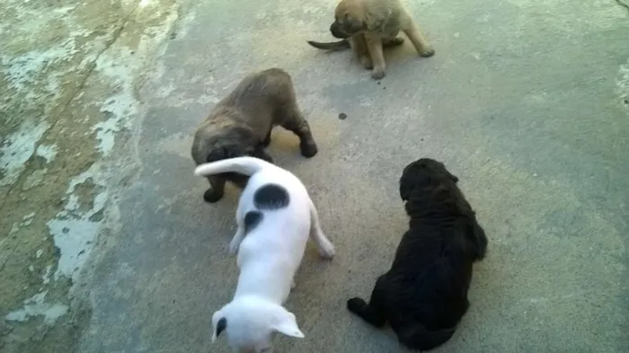 Cachorro ra a indefinida idade Abaixo de 2 meses nome sem nome