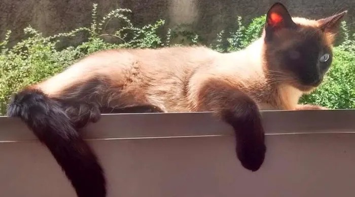 Gato raça SRD idade 1 ano nome Sofia