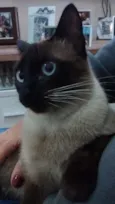 Sofia