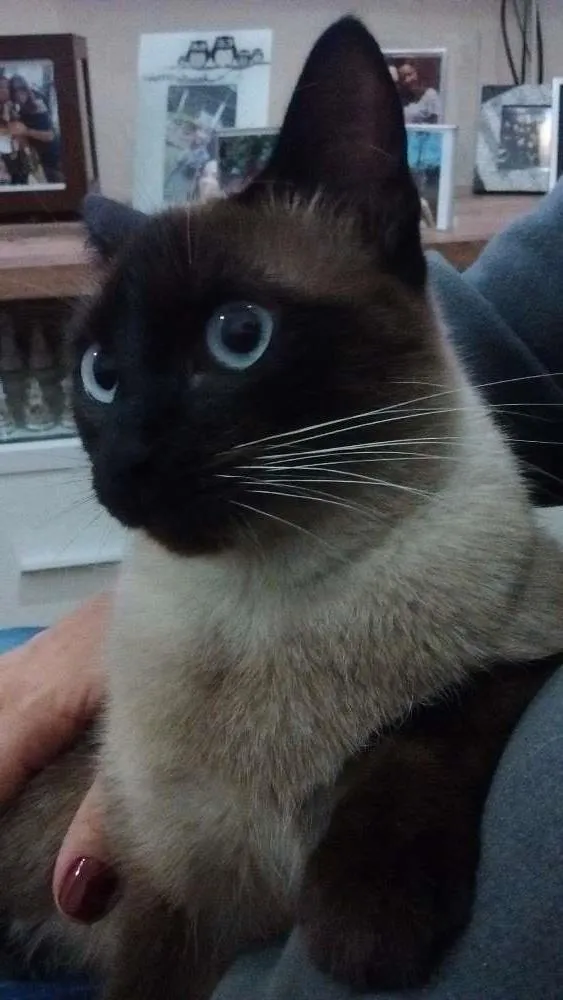 Gato raça SRD idade 1 ano nome Sofia
