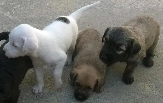 Cachorro ra a indefinida idade Abaixo de 2 meses nome sem nome