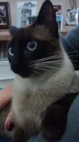 Sofia