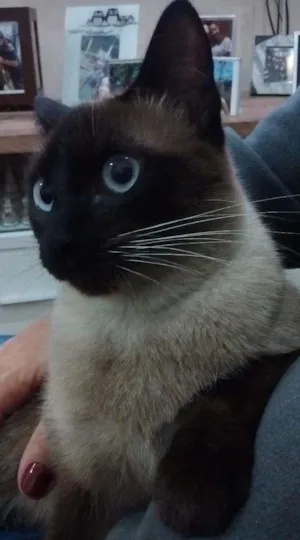 Gato raça SRD idade 1 ano nome Sofia