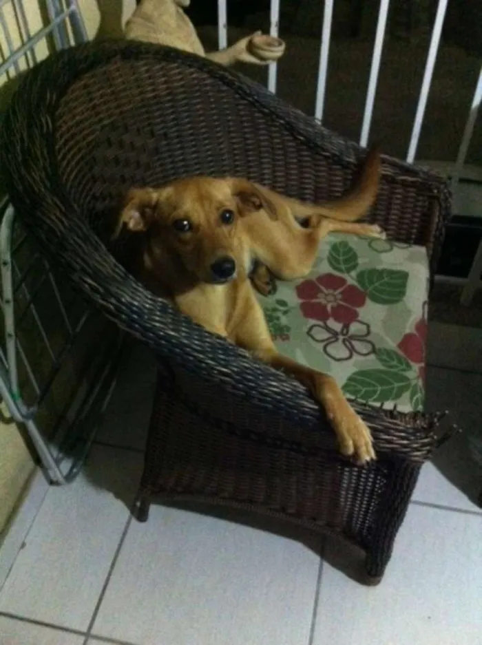 Cachorro raça Vira lata idade 1 ano nome Luna