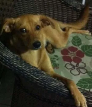 Cachorro raça Vira lata idade 1 ano nome Luna