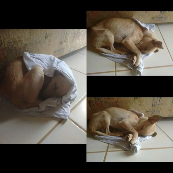 Cachorro raça SRD idade 7 a 11 meses nome Bud