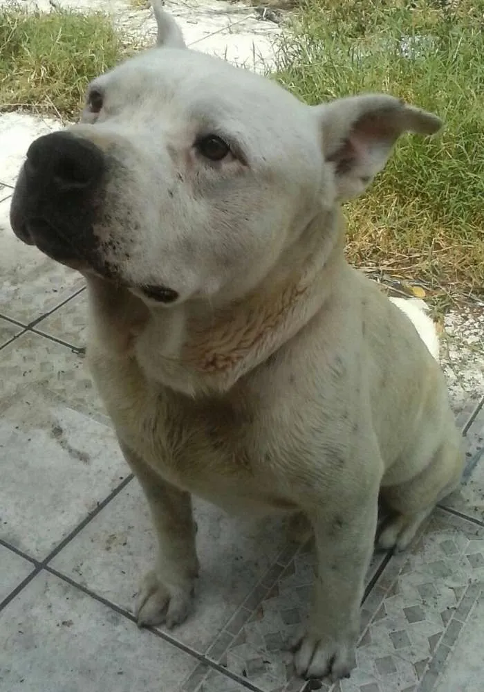 Cachorro ra a Pit-Bull idade 5 anos nome Woody