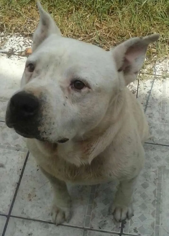 Cachorro ra a Pit-Bull idade 5 anos nome Woody