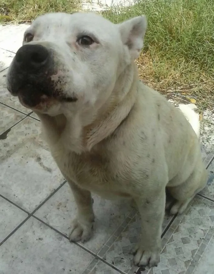 Cachorro ra a Pit-Bull idade 5 anos nome Woody