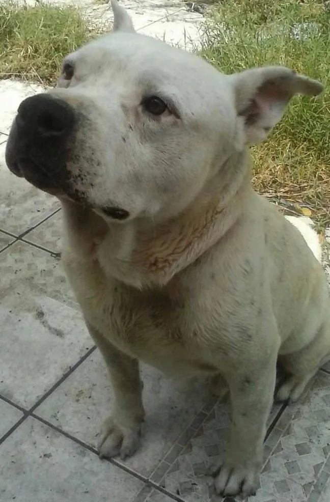 Cachorro ra a Pit-Bull idade 5 anos nome Woody