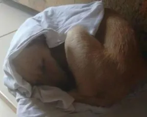 Cachorro raça SRD idade 7 a 11 meses nome Bud