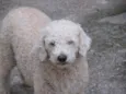 Digbi e Sabrina