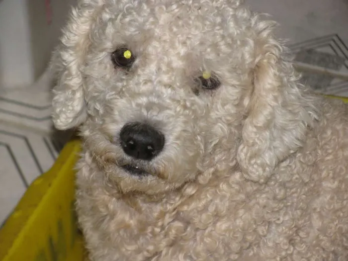 Cachorro ra a Poodle idade 5 anos nome Digbi e Sabrina