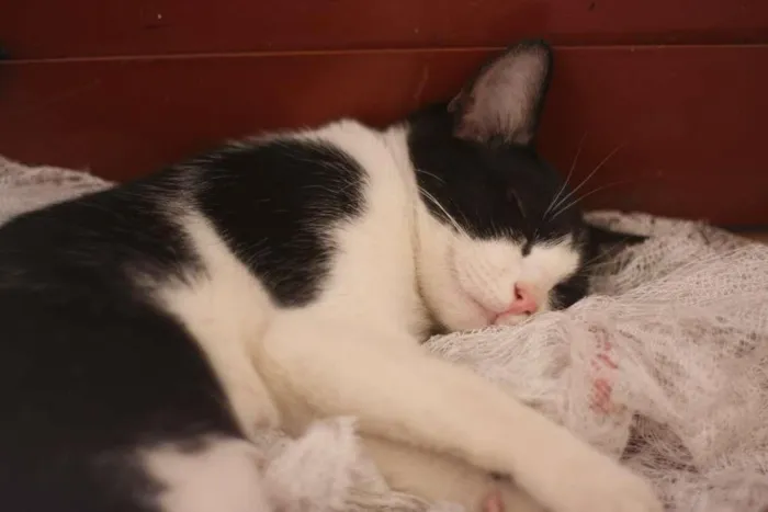 Gato ra a SRD idade 2 a 6 meses nome Bruce