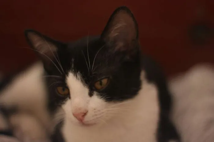 Gato ra a SRD idade 2 a 6 meses nome Bruce