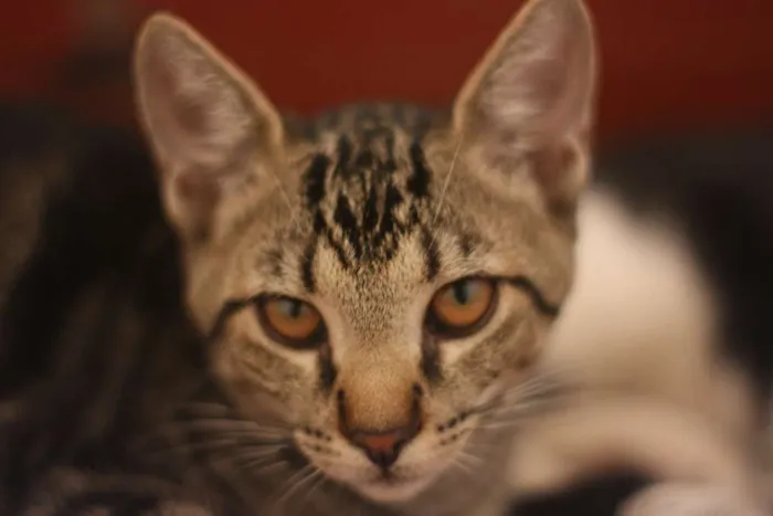 Gato ra a SRD idade 2 a 6 meses nome Atlas