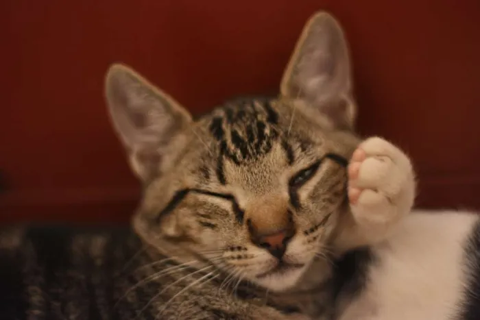 Gato ra a SRD idade 2 a 6 meses nome Atlas