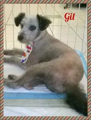 Cachorro raça SRD idade 2 anos nome Gil