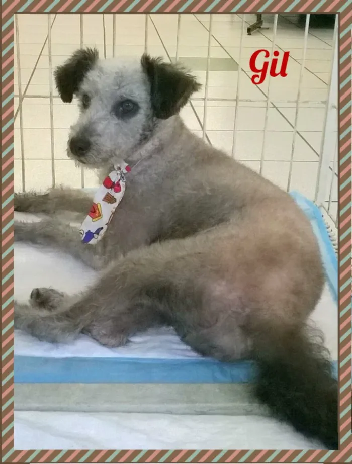 Cachorro ra a SRD idade 2 anos nome Gil