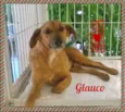 Glauco