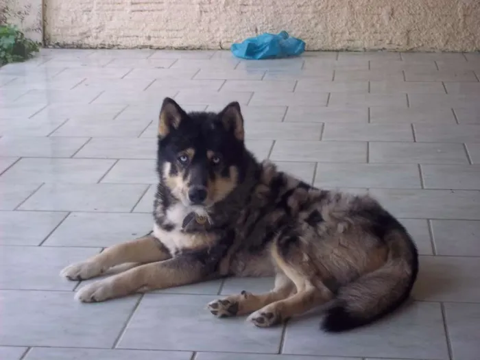 Cachorro ra a Husky Siberiano idade 6 ou mais anos nome MAX