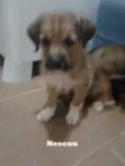 Nescau