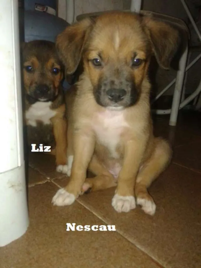 Cachorro ra a SRD idade 2 a 6 meses nome Nescau