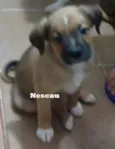 Nescau