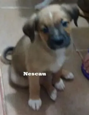 Cachorro raça SRD idade 2 a 6 meses nome Nescau