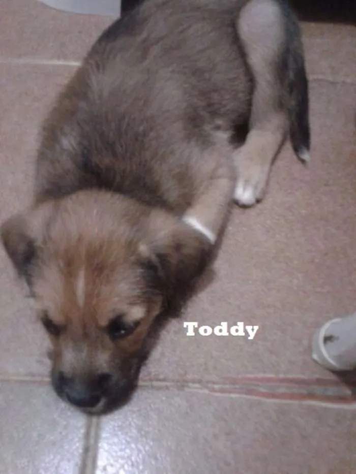 Cachorro ra a SRD idade 2 a 6 meses nome Toddy