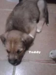 Toddy