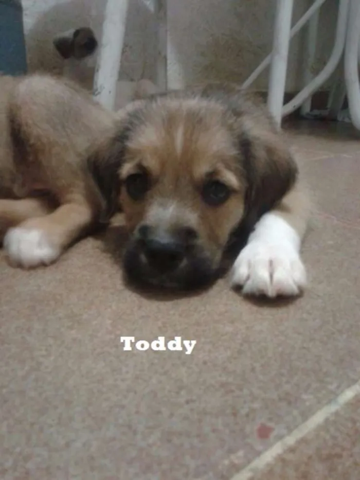 Cachorro ra a SRD idade 2 a 6 meses nome Toddy