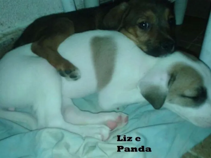 Cachorro ra a SRD idade 2 a 6 meses nome Panda