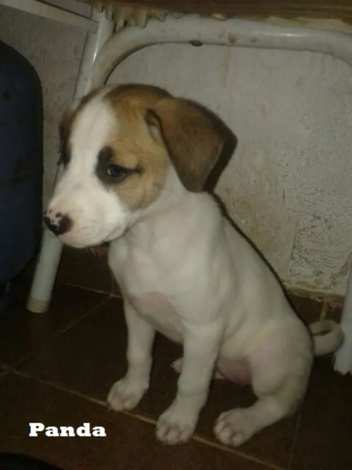 Cachorro ra a SRD idade 2 a 6 meses nome Panda