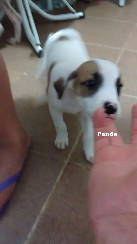 Cachorro ra a SRD idade 2 a 6 meses nome Panda