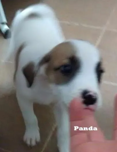Cachorro ra a SRD idade 2 a 6 meses nome Panda