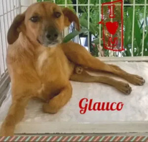 Cachorro raça SRD idade 3 anos nome Glauco