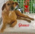 Glauco