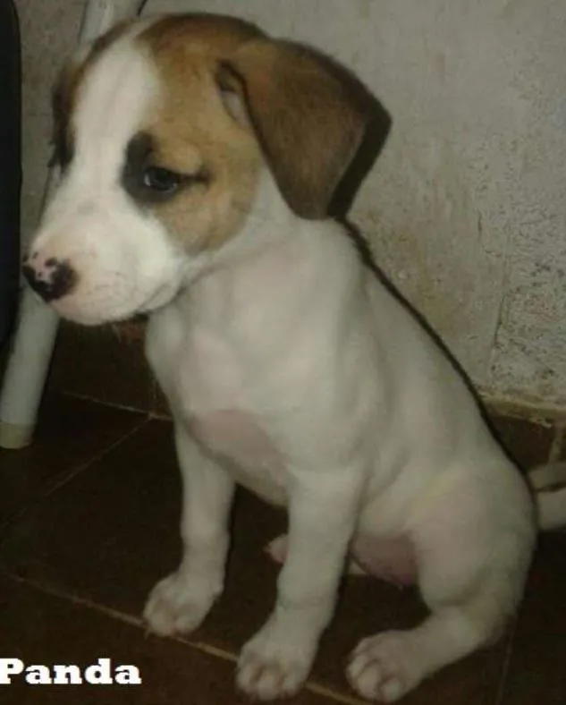 Cachorro ra a SRD idade 2 a 6 meses nome Panda