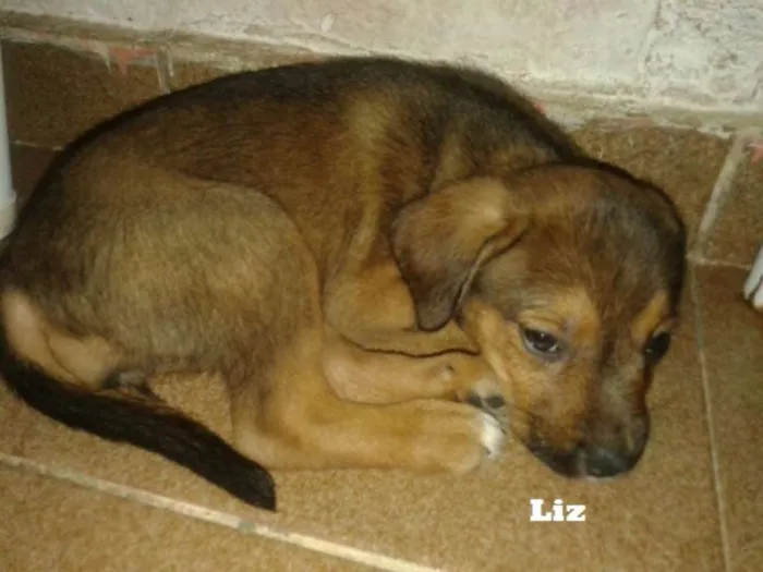 Cachorro ra a SRD idade 2 a 6 meses nome Liz