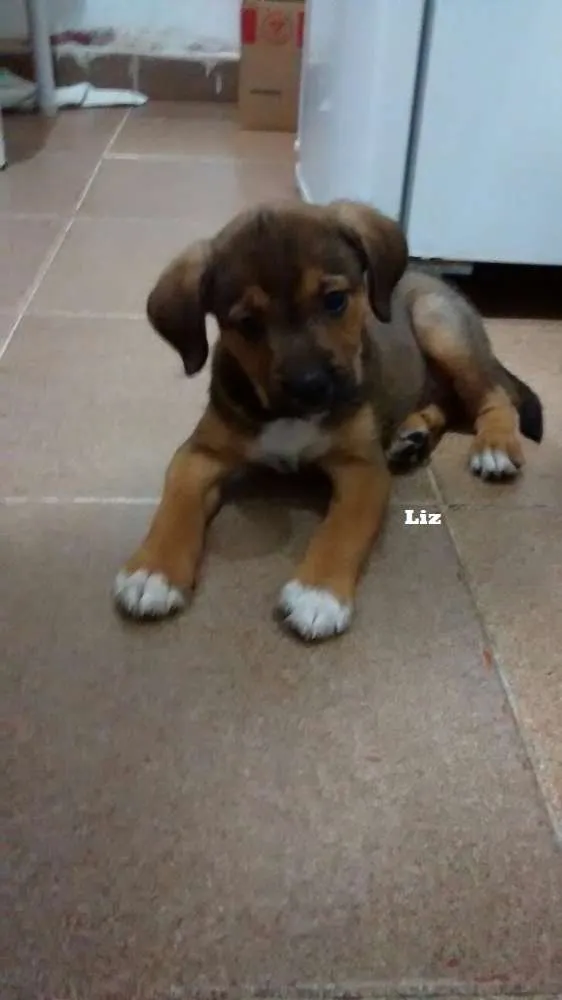 Cachorro ra a SRD idade 2 a 6 meses nome Liz