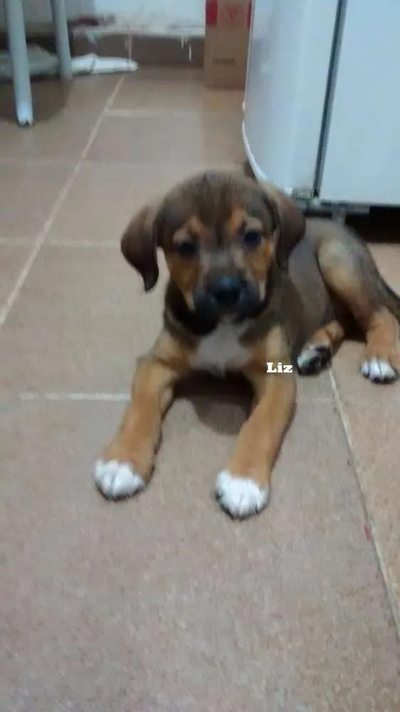 Cachorro ra a SRD idade 2 a 6 meses nome Liz