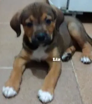 Cachorro raça SRD idade 2 a 6 meses nome Liz