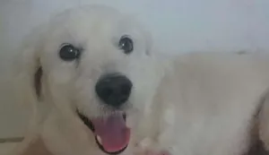 Cachorro raça Poodle idade 5 anos nome olaf