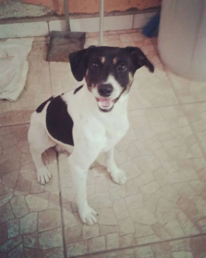 Cachorro ra a SRD idade 2 anos nome Rabito