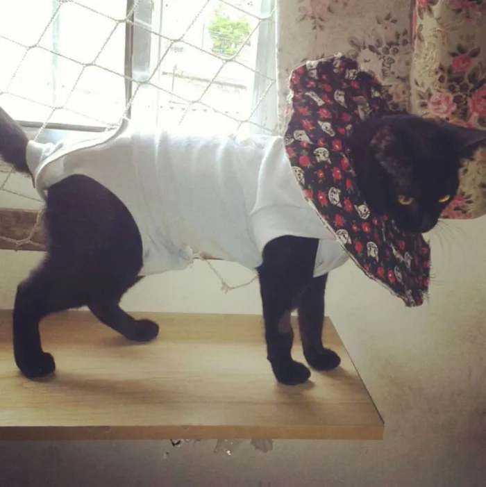 Gato ra a SRD idade 2 a 6 meses nome Jade